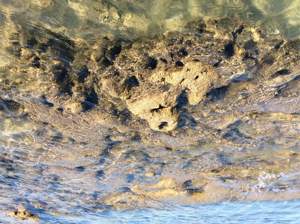 Tubi di anellidi